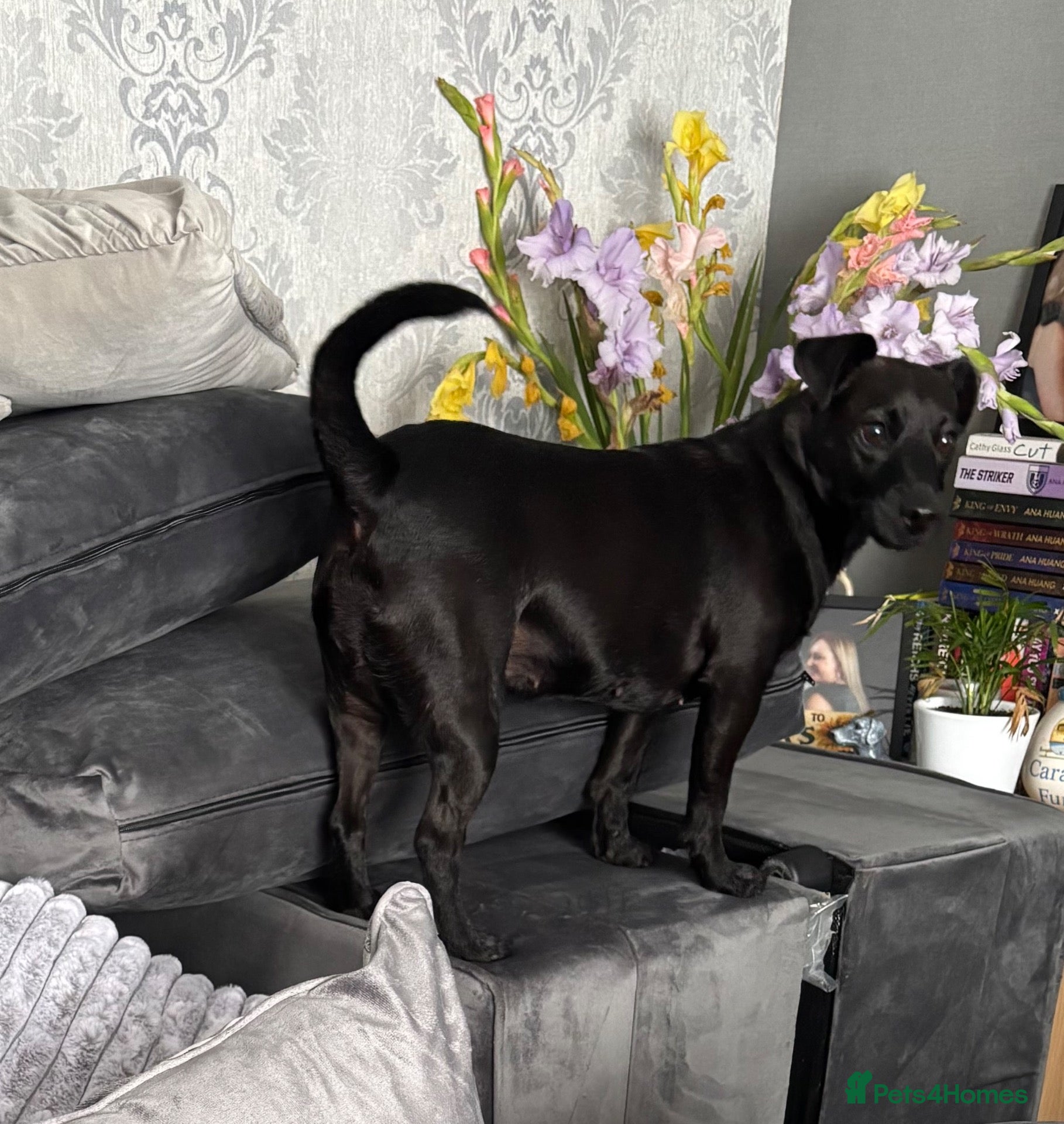 Mixed Breed dogs Handsome dude  - Advert 2