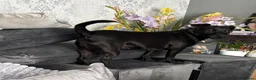 Mixed Breed dogs for sale: Handsome dude  - Advert 2