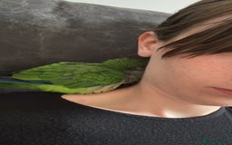 Parrots birds for sale: Rocky -Quaker  - Image 11