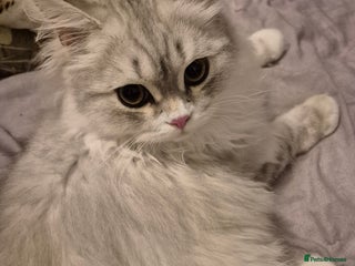 British Shorthair cats - Advert 30