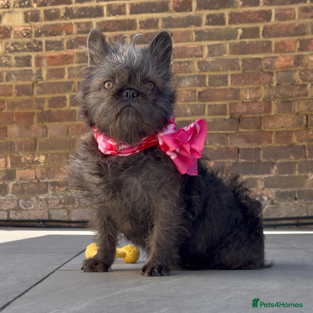 French Bulldog dogs     French Bulldog Female – Ready Now - Advert 2