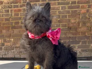 French Bulldog dogs French Bulldog Female – Ready Now - Advert 2