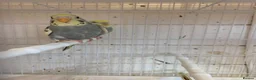 Mixed Breed birds for sale: Young budgies ready now - Advert 5