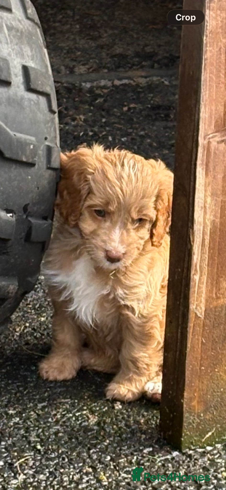 Cockapoo dogs 2 LEFT Beautiful health tested cockapoo puppies - Advert 2