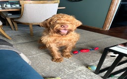 Hungarian Vizsla dogs for sale: Rehoming our beautiful boy Lake - Image 5
