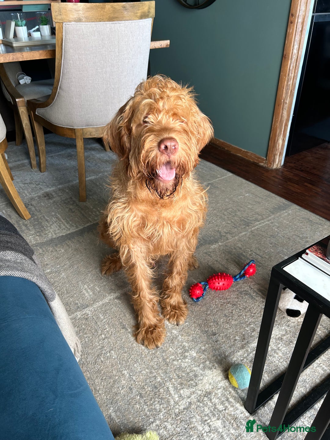 Hungarian Vizsla dogs for sale: Rehoming our beautiful boy Lake - Image 5