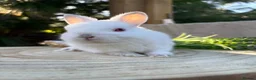 Netherland Dwarf rabbits for sale: Adorable friendly pure bred nethies  - Advert 2