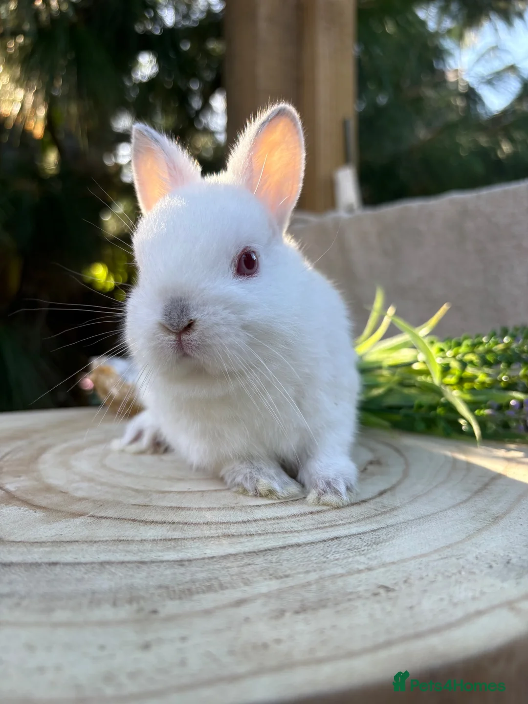Netherland Dwarf rabbits for sale: Adorable friendly pure bred nethies  - Advert 2