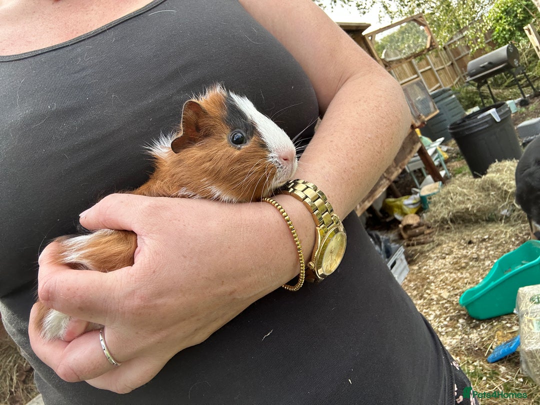 Guinea Pig rodents for sale: Baby Guinea Pigs ready now - Image 4