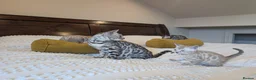 Bengal cats for sale: 🖤🩶🤍 Stunning Bengal Kittens 🤍🩶🖤 - Advert 7