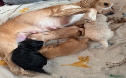 Cockapoo dogs for sale: Stunning Cockapoo Puppies Health Tested  - Advert 14