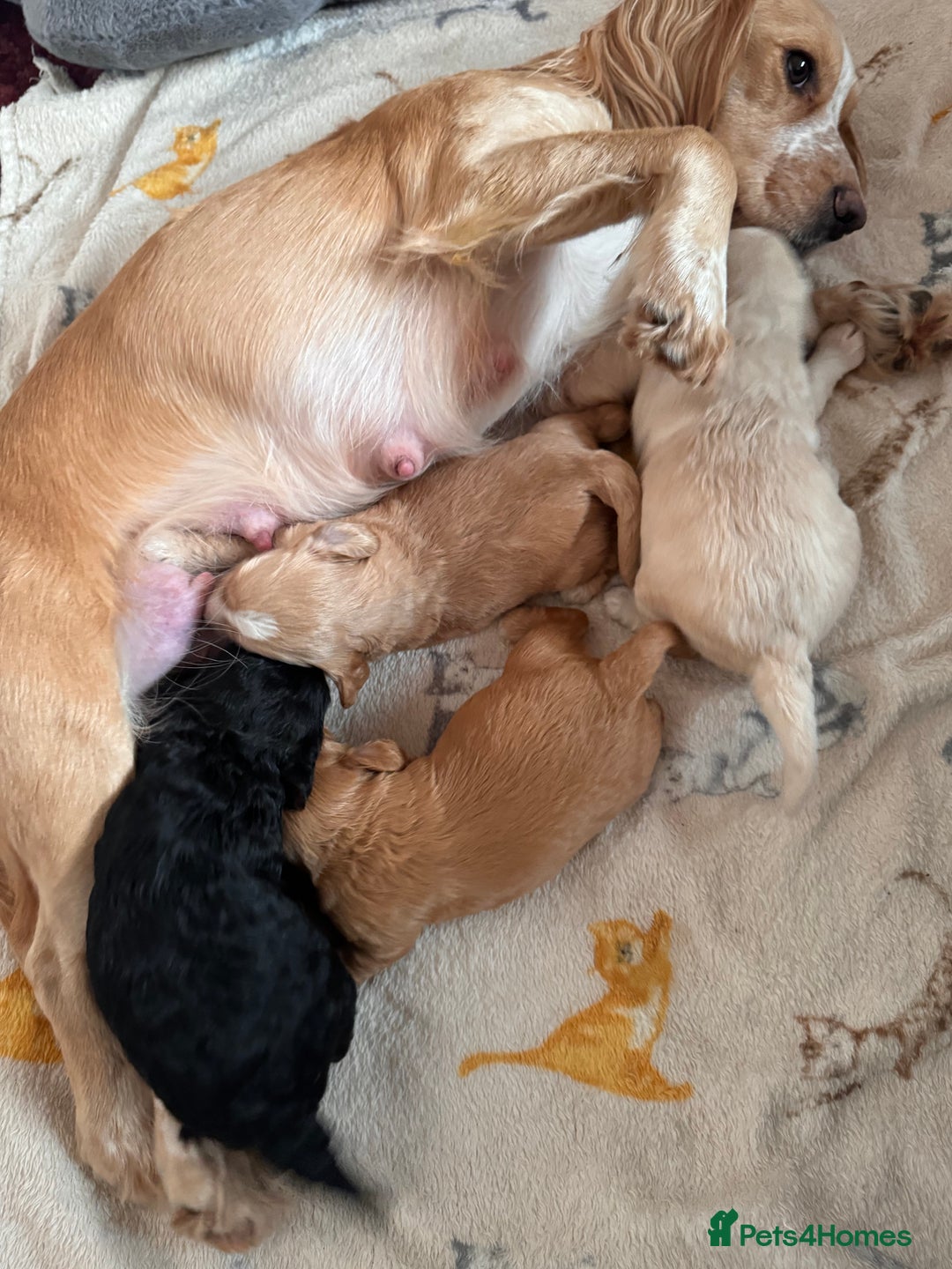 Cockapoo dogs for sale: Stunning Cockapoo Puppies Health Tested  - Advert 14