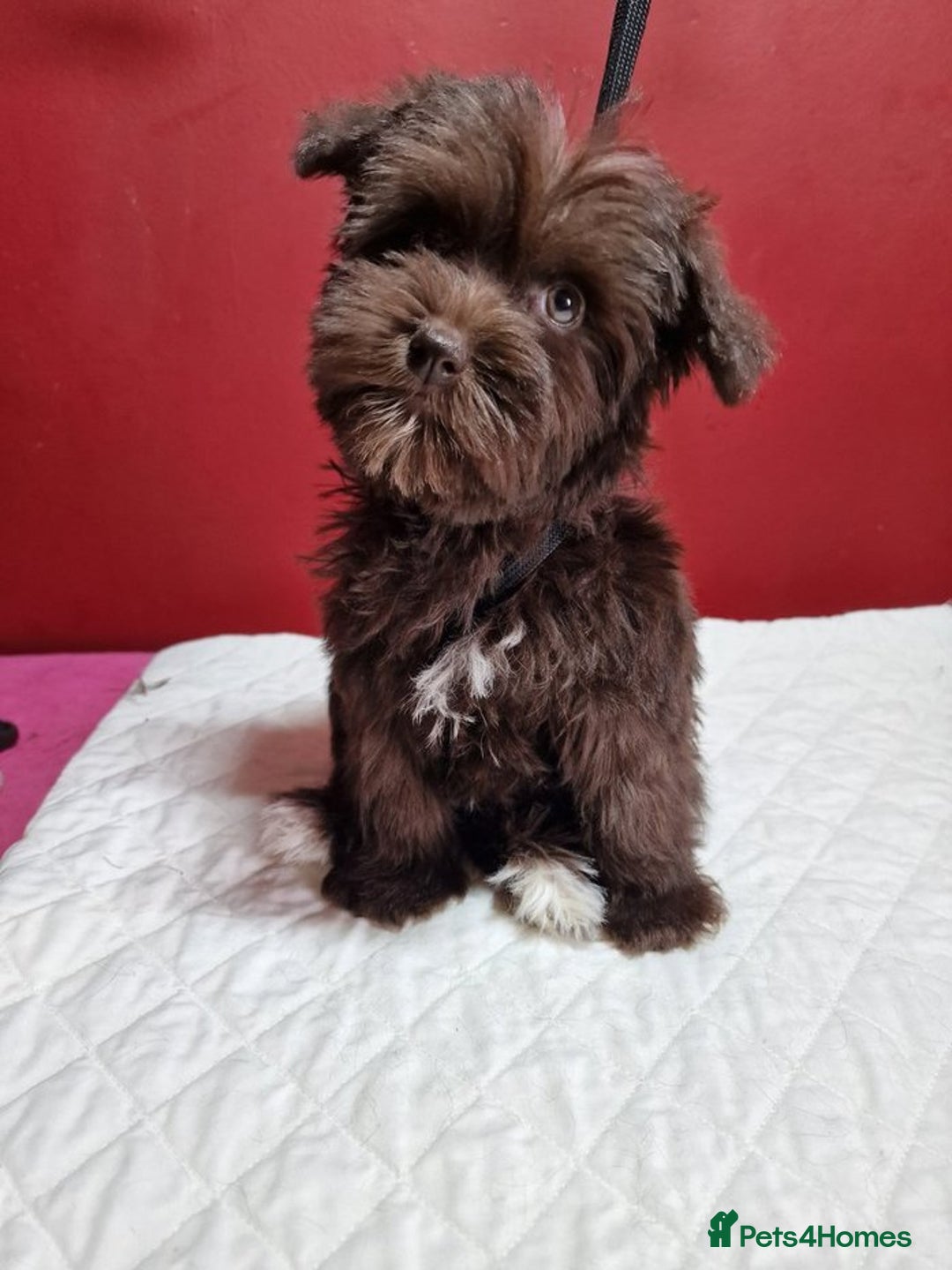 Gallery Image {{count}}