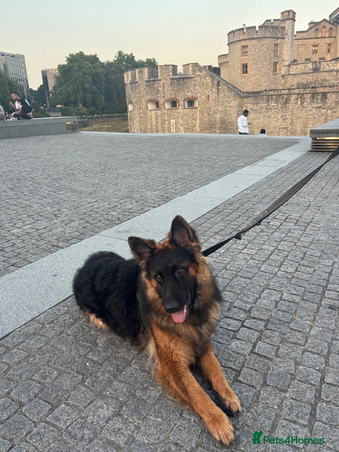 German Shepherd dogs for sale: Rehoming One-Year Old Male German Shepherd - Advert 21