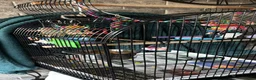 Conures birds for sale: Pineapple conure parrot  in Leicester - Advert 3