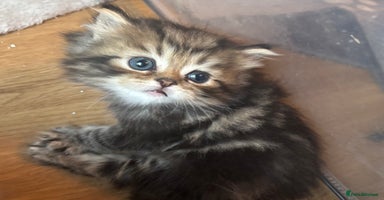 Persian cats - Advert 2