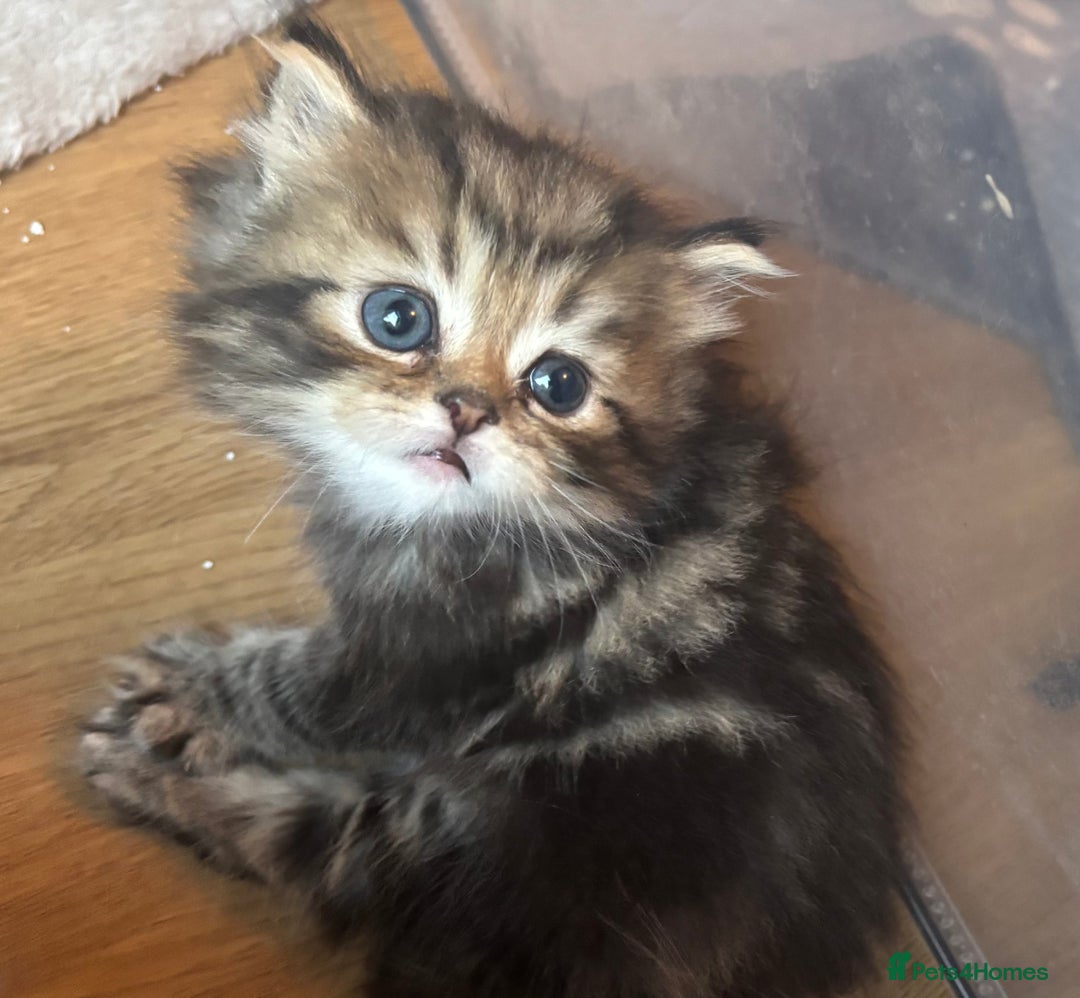 Persian cats for sale: Persian Ragdoll Kittens  - Image 2
