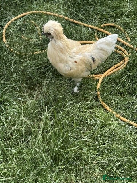 Chickens poultry Roosters & Hens for Sale - Advert 2
