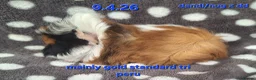 Guinea Pig rodents for sale: Fluffy baby boy male guinea pigs - Advert 3