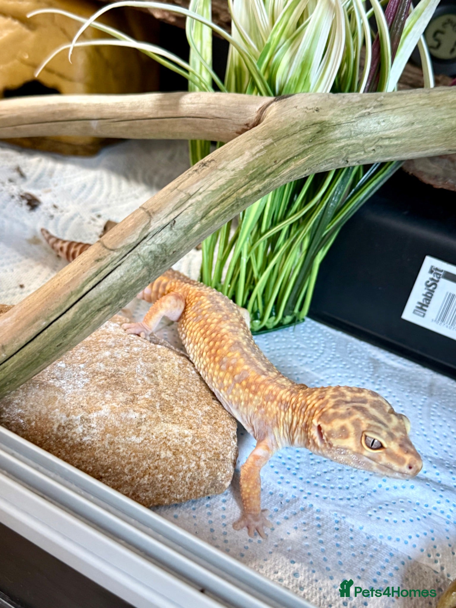 Leopard Gecko reptiles Female Leopard gecko + full set up - Advert 2