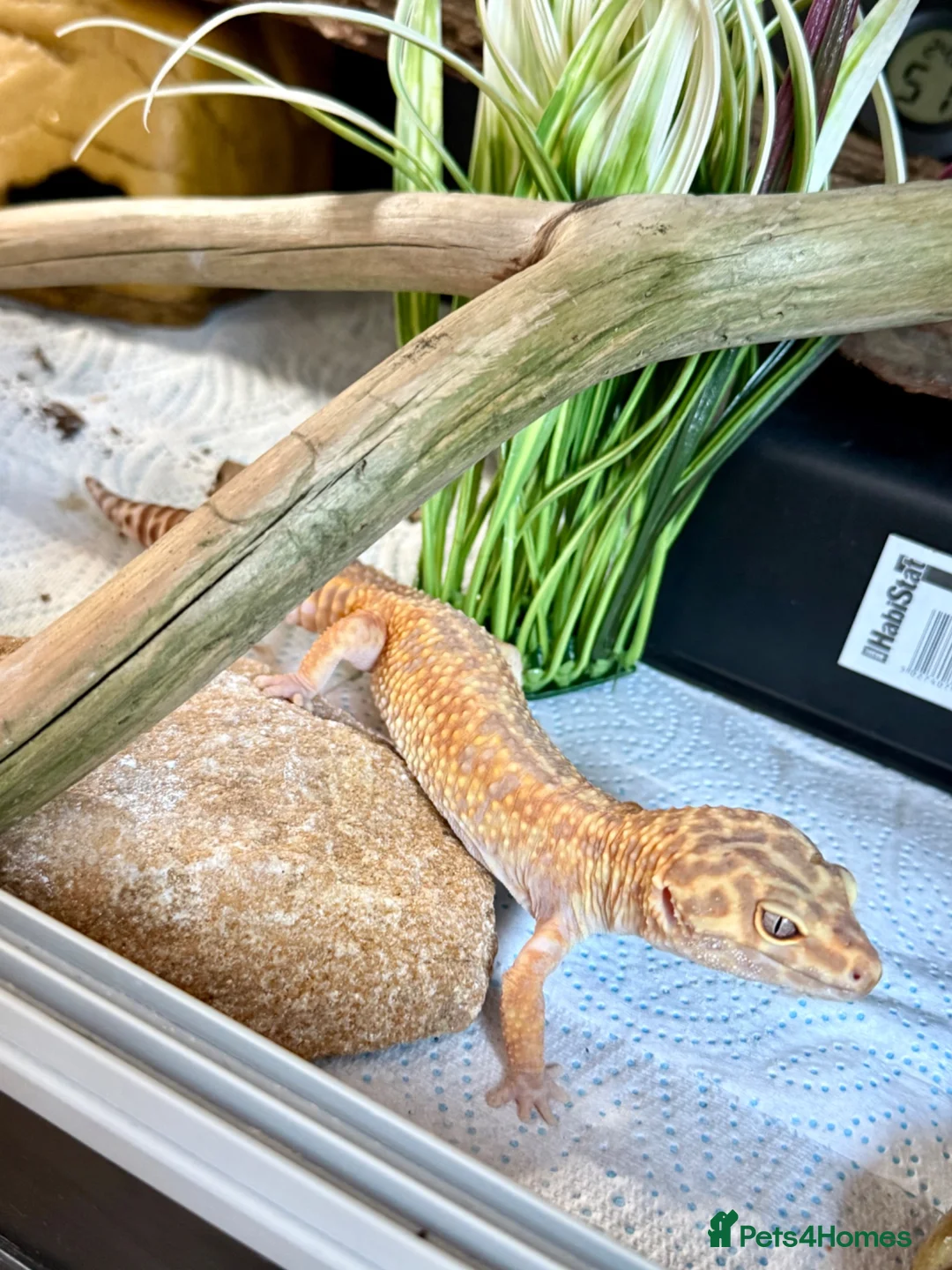 Leopard Gecko reptiles for sale: Female Leopard gecko + full set up - Advert 2
