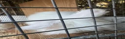 Mixed Breed rabbits for sale: rabbits  - Advert 6