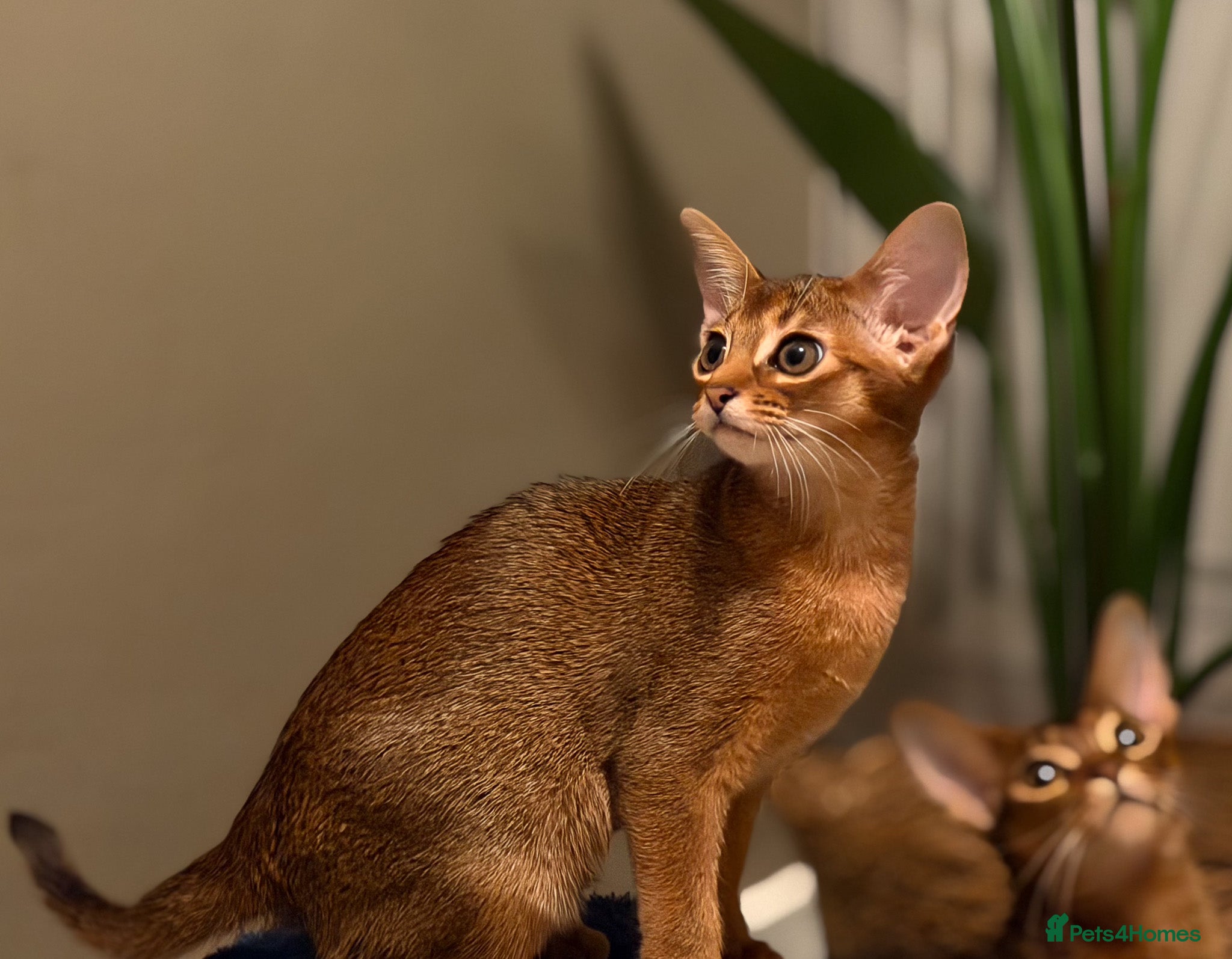 Abyssinian cats Champion Line Pedigree Abyssinian Kittens  - Advert 13