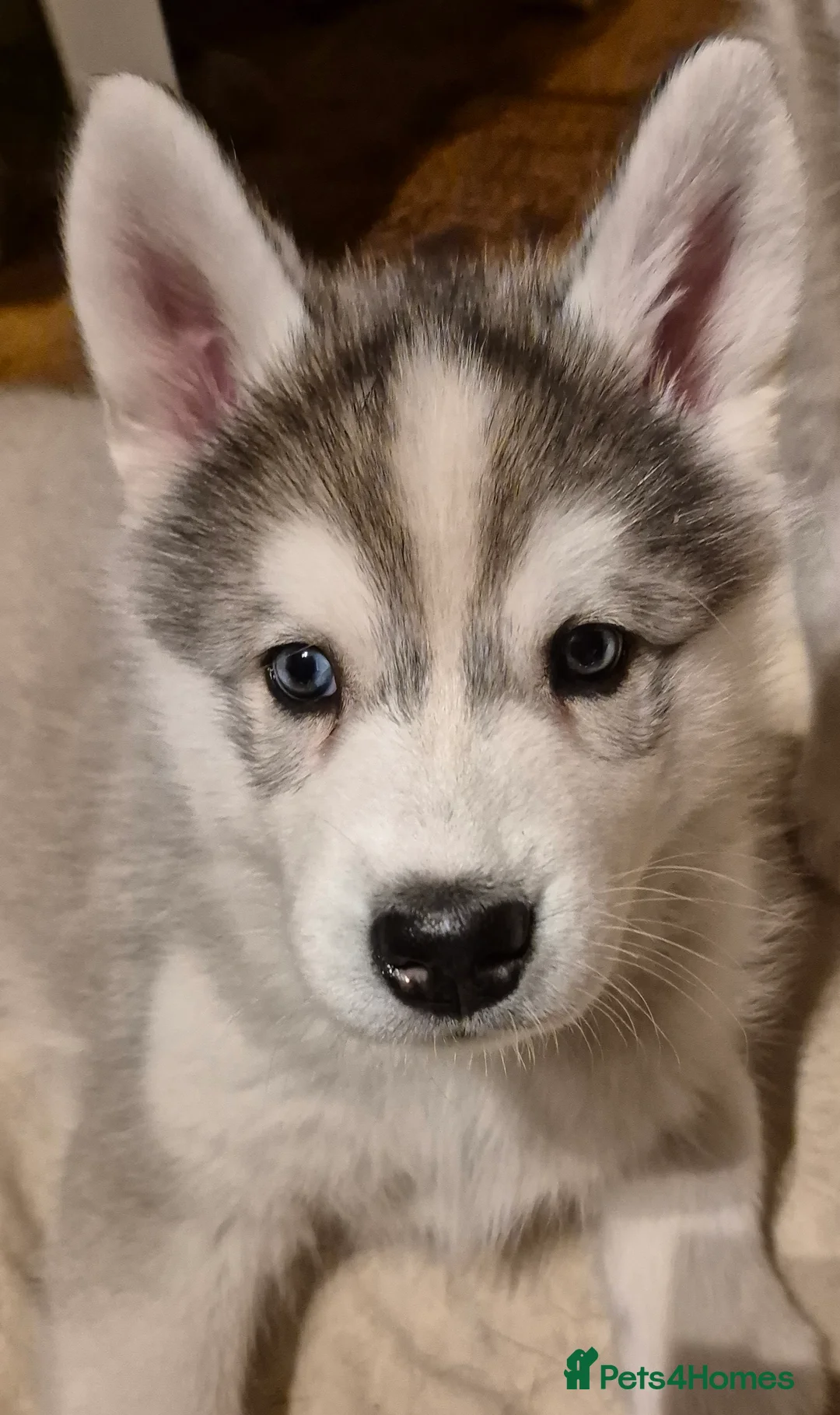 Siberian Husky dogs for sale: Fluffy & Smart Siberian Huskies 2 girls left - Advert 23