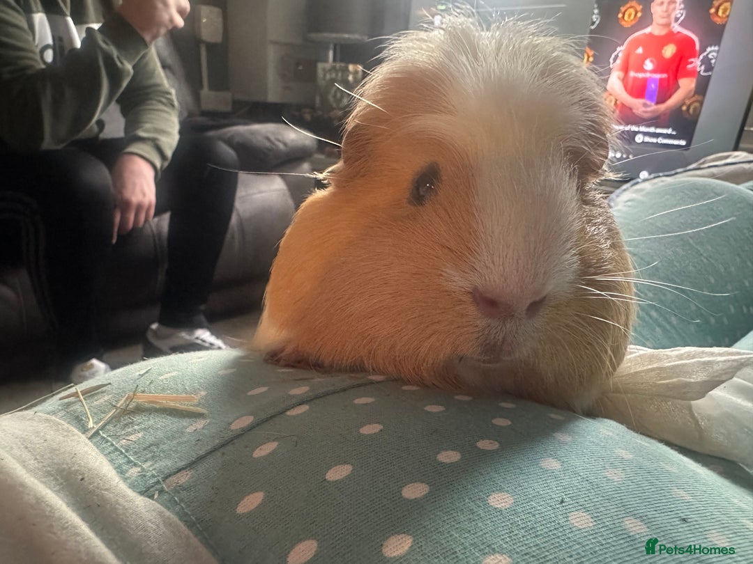 Guinea Pig rodents for sale: 3 guinea pigs for sale  - Image 3