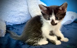 Mixed Breed cats for sale: Beautiful siamese mix kittens - Image 12