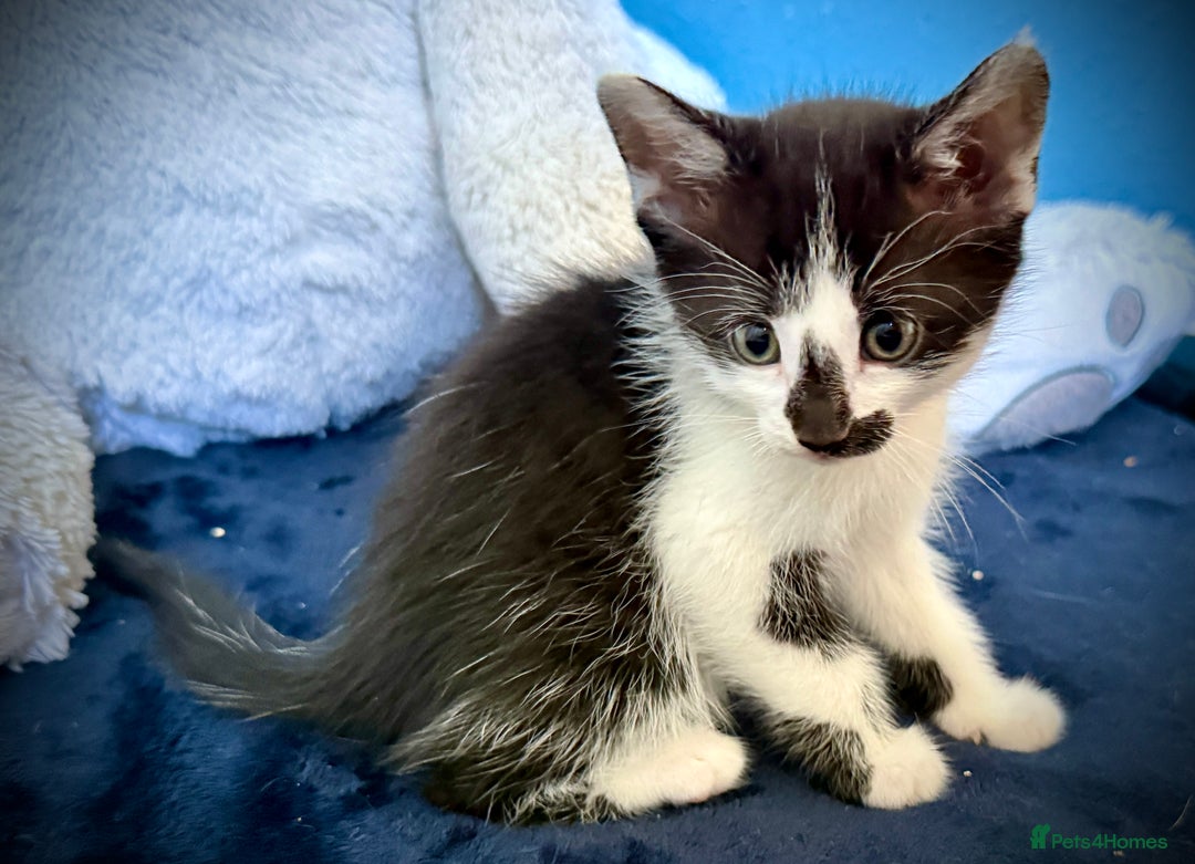 Mixed Breed cats for sale: Beautiful siamese mix kittens - Image 12