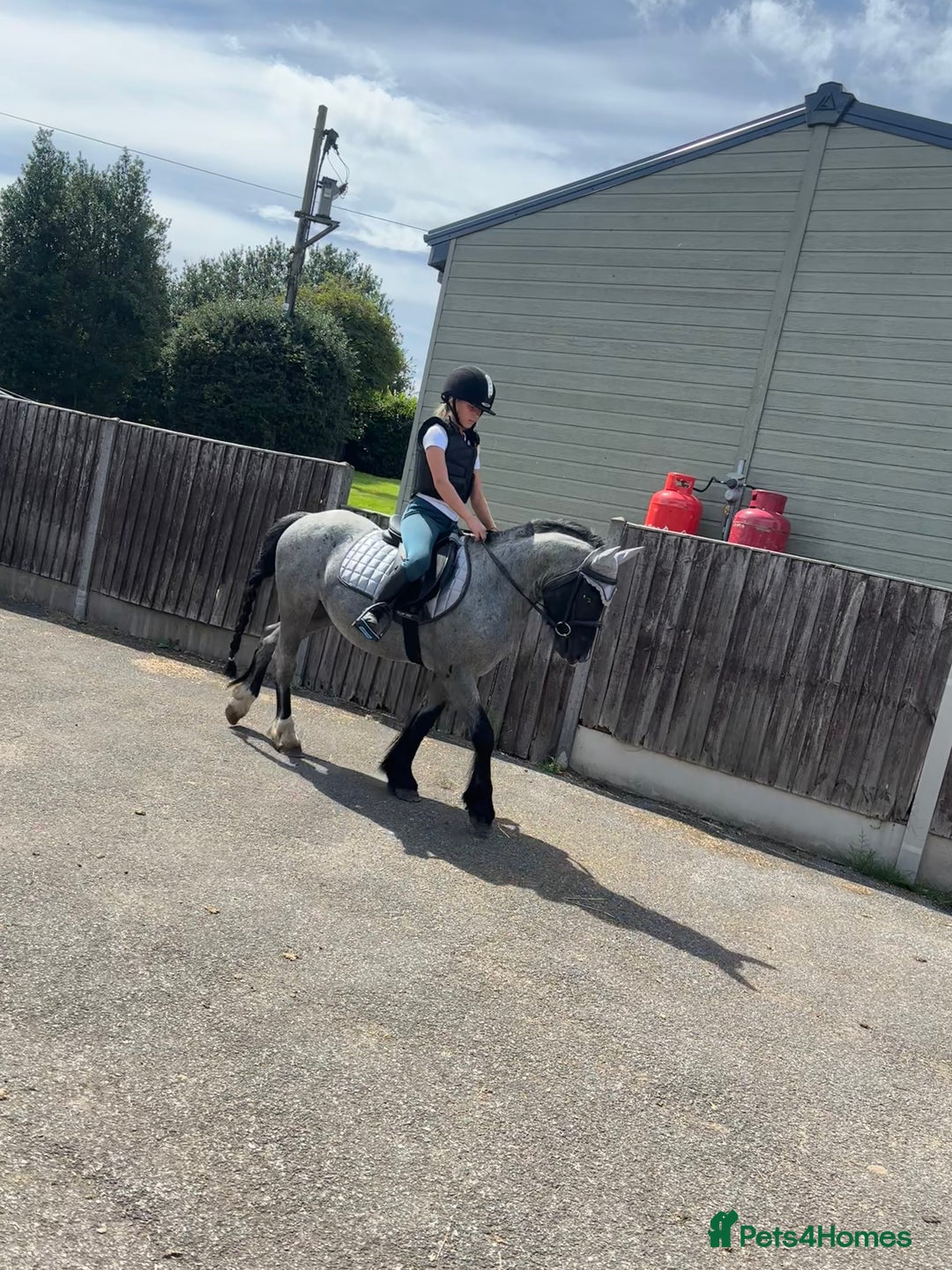 Welsh Section C horses for sale: Mr Frankby  - Image 14