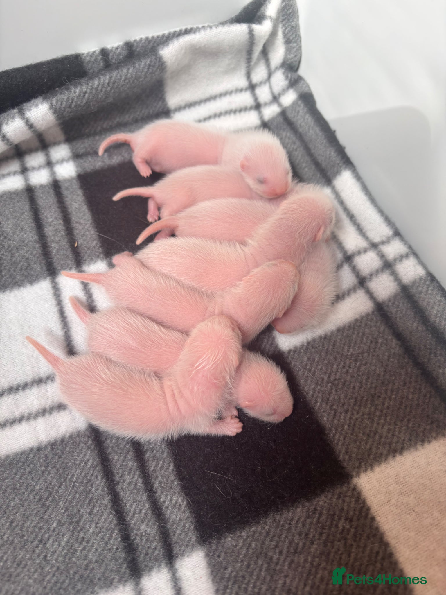 Ferret rodents for sale: Ferret kits for sale (reserve) - Advert 2