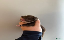 Cocker Spaniel dogs for sale: Litter of 6 - Image 8