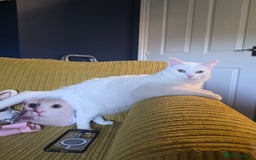 Domestic Shorthair cats for sale: Heartbreaking Rehome-18 month old Pure White Cat x - Image 10