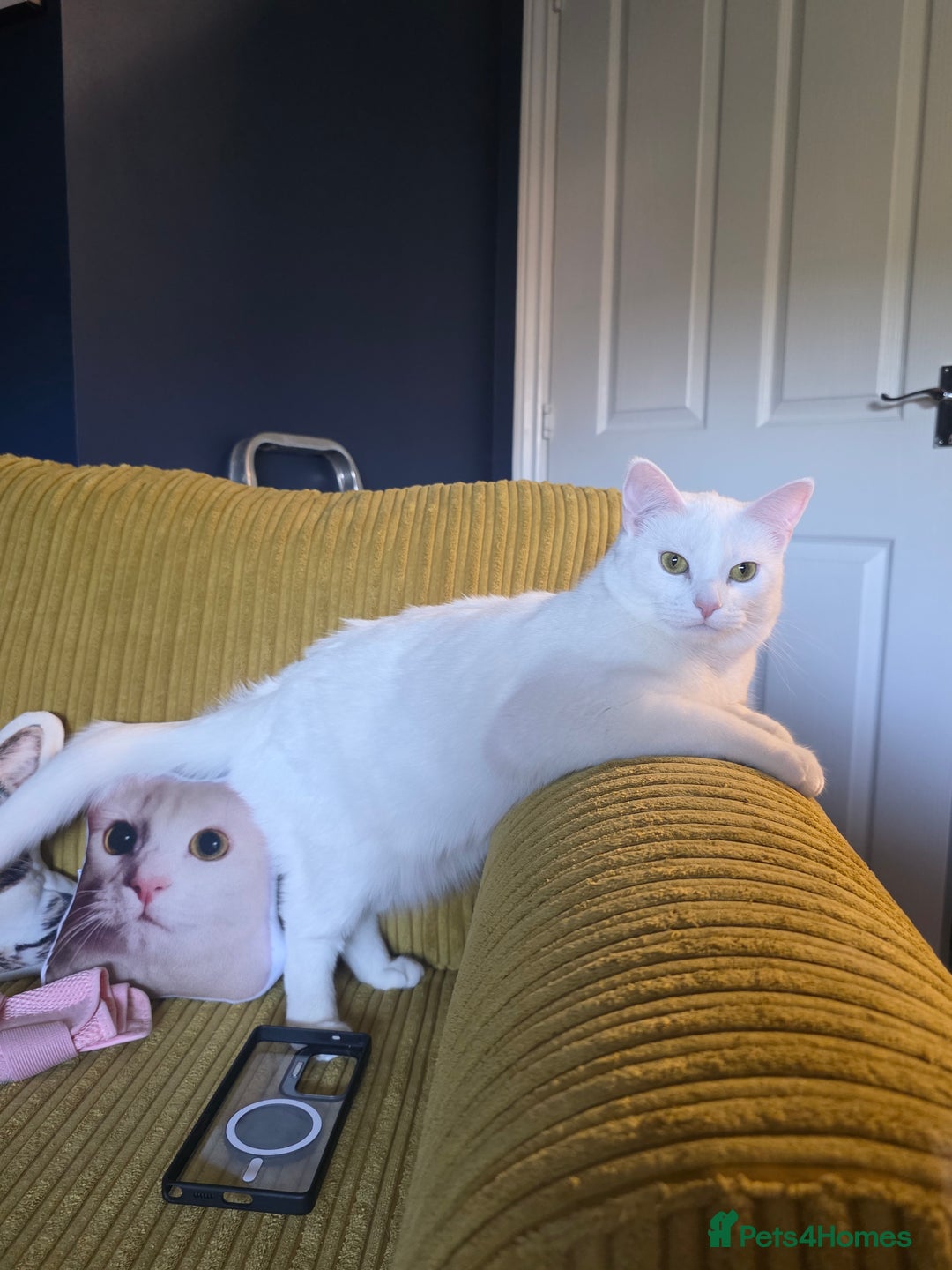 Domestic Shorthair cats for sale: Heartbreaking Rehome-18 month old Pure White Cat x - Image 10