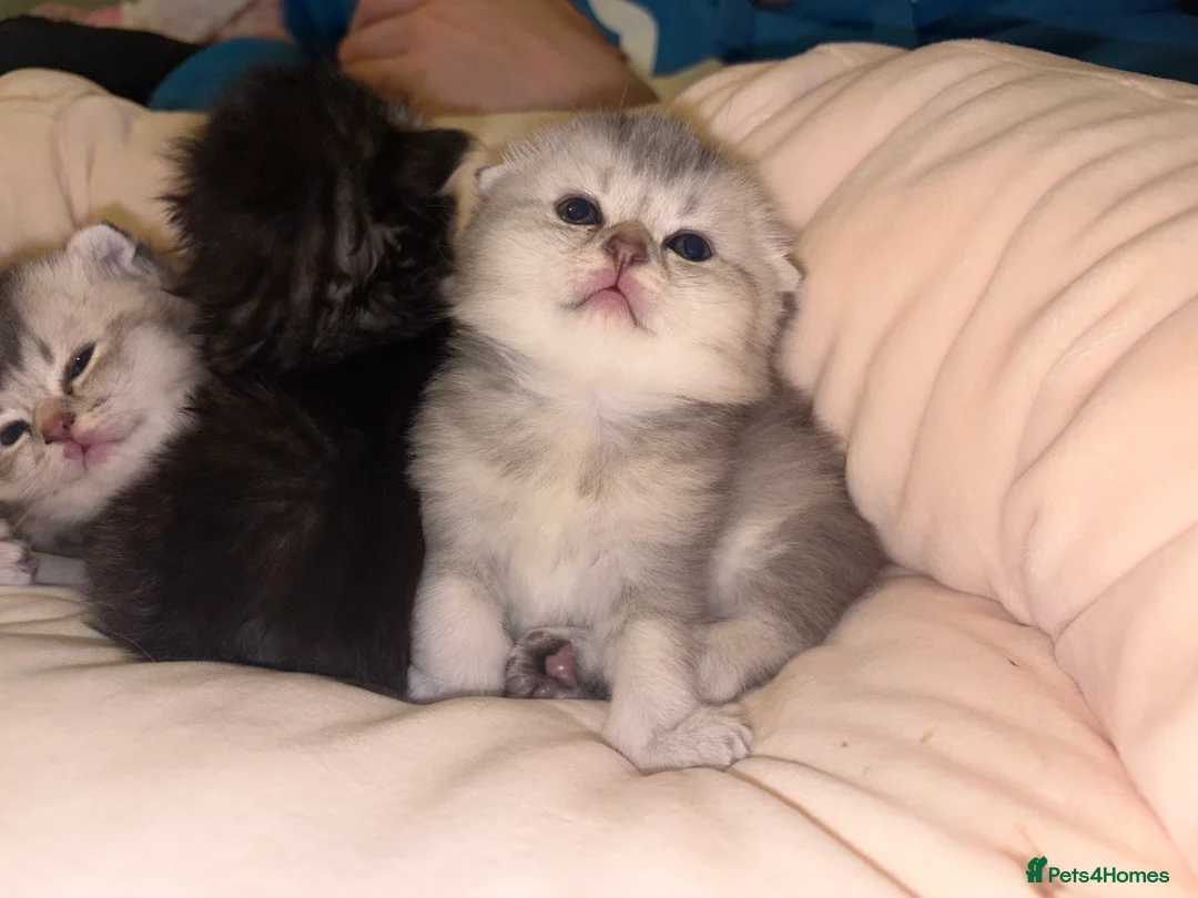 Scottish Fold cats for sale: Absolutely unreal Scottish fold x BSH litter!  - Advert 5