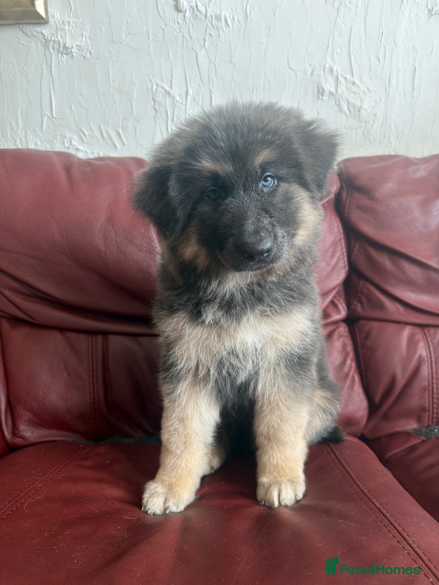 German Shepherd dogs Stunning quality GSD long hair blue tan big girl - Advert 1