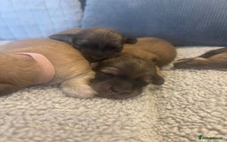 Miniature Dachshund dogs for sale: Reservation list now open! - Image 8