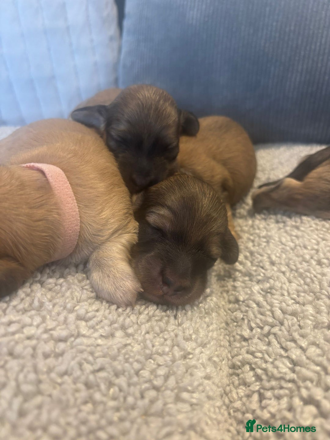 Miniature Dachshund dogs for sale: Reservation list now open! - Image 8