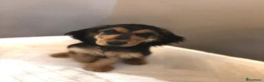 Female Cocker Spaniel Puppy – Fully Crate & House Trained
