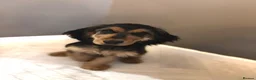 Cocker Spaniel dogs for sale: Female Cocker Spaniel Puppy 4 months old - Advert 2