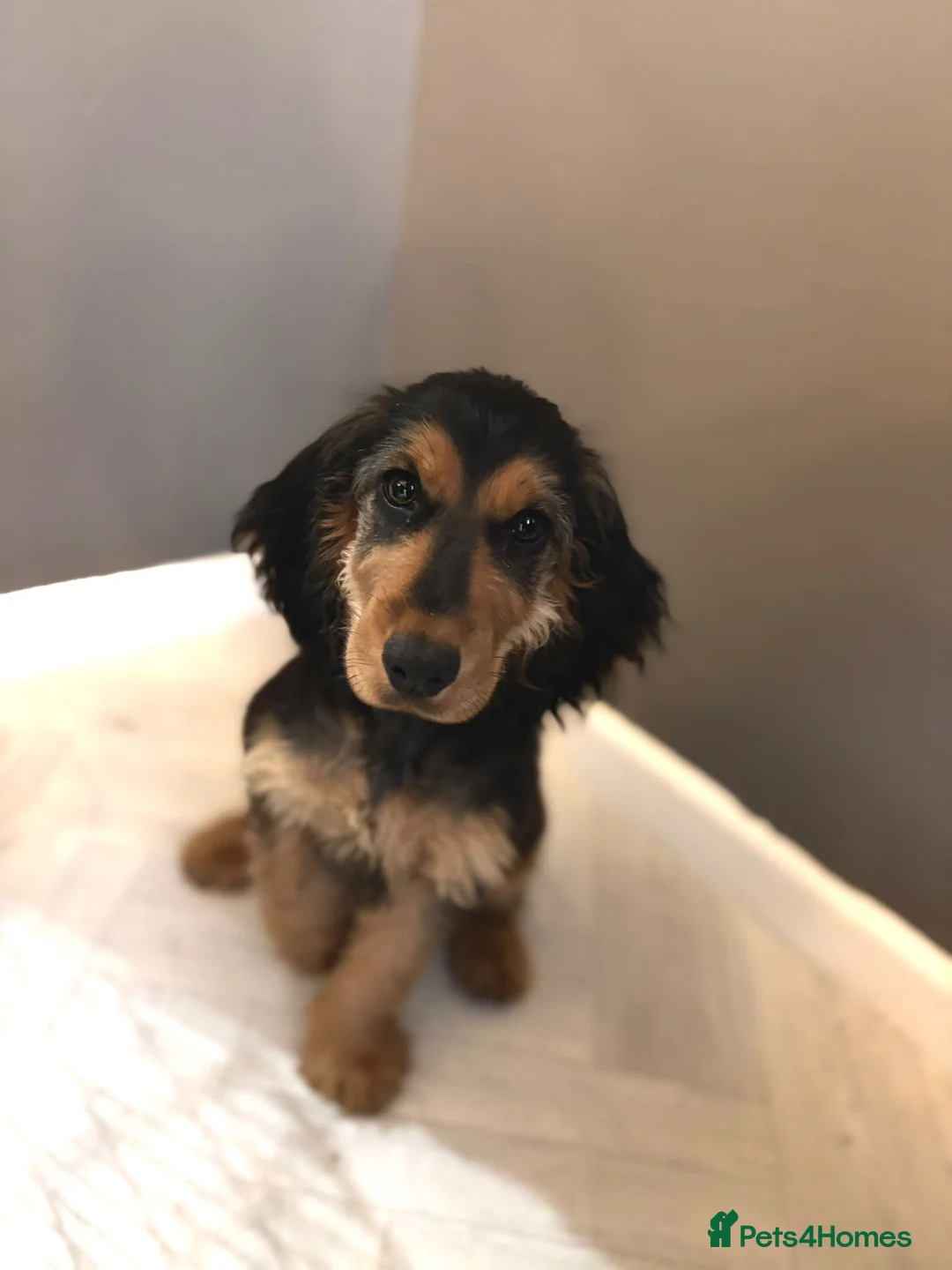 Cocker Spaniel dogs for sale: Female Cocker Spaniel Puppy 4 months old - Advert 2