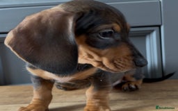 Dachshund dogs for sale: Ready Now, Male Black and Tan Dachshund  - Image 18