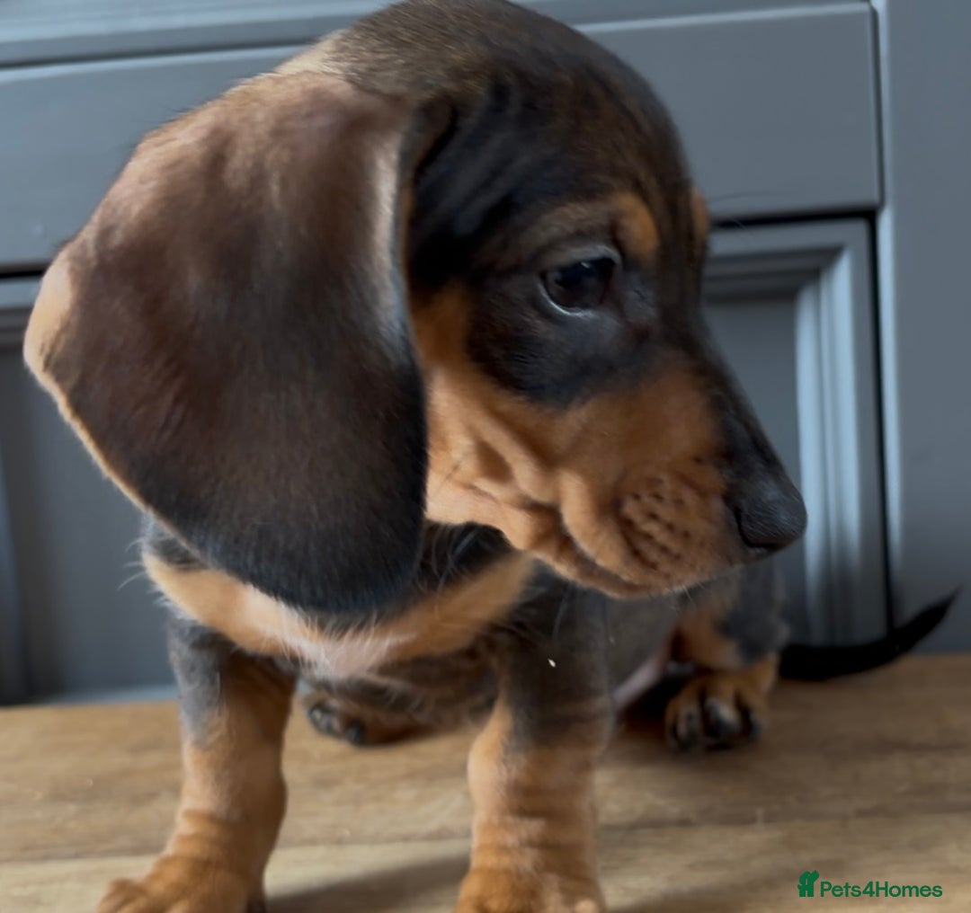Dachshund dogs for sale: Ready Now, Male Black and Tan Dachshund  - Image 18