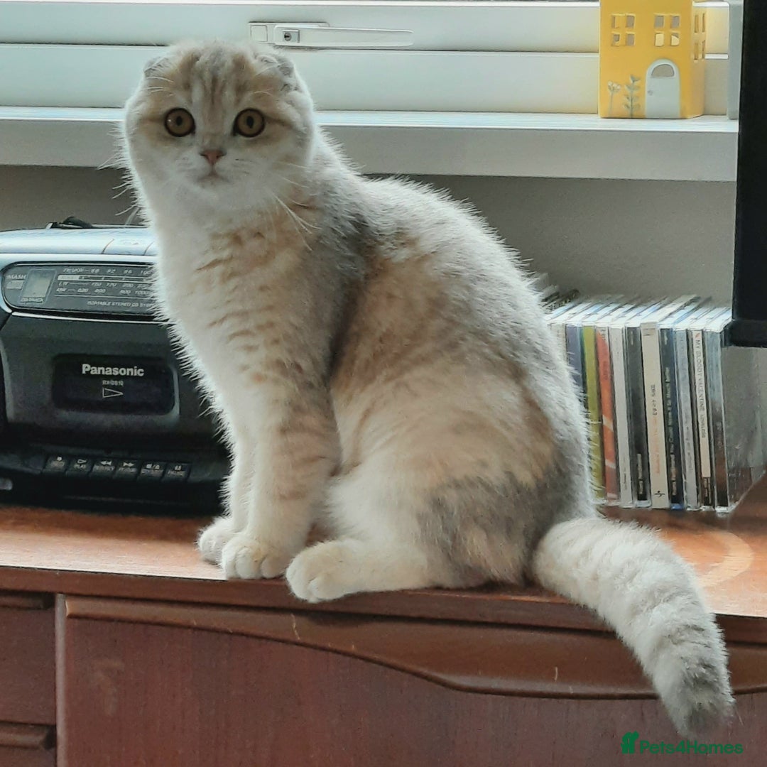 Scottish Fold cats for sale: TICA Reg: Scottish Fold Neutered Girl Kittens - Advert 6