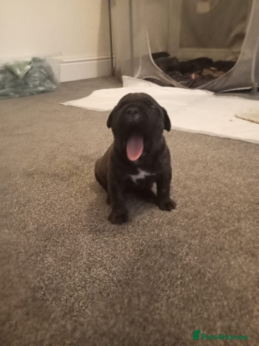 Mixed Breed dogs for sale: American pocket Corso - Image 16