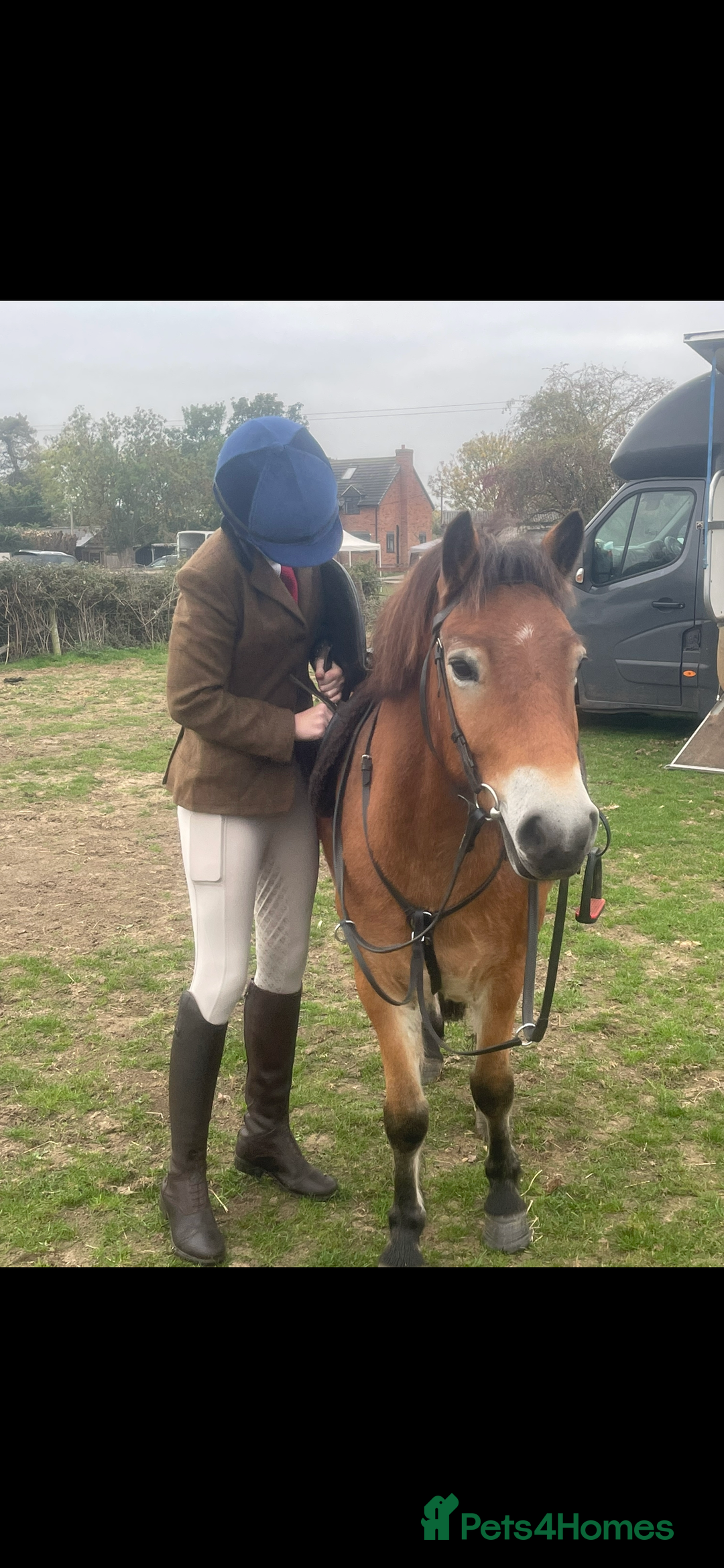 Exmoor horses for sale: Exmoor 12’1 gelding rising 6 drafted as a foal  - Advert 3