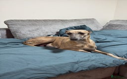 Mixed Breed dogs for sale: Bedlington whippet puppies  - Advert 10