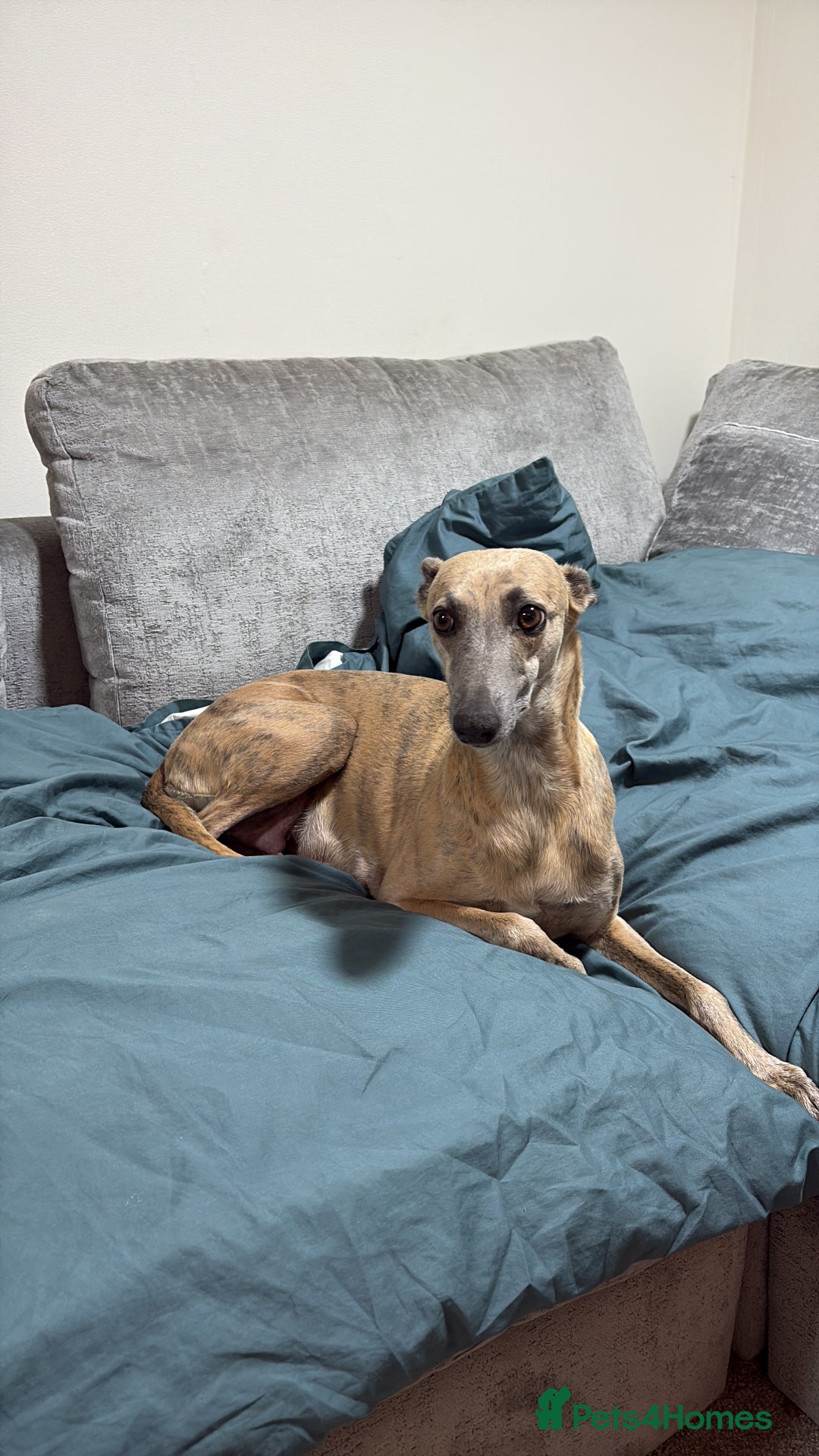 Mixed Breed dogs for sale: Bedlington whippet puppies  - Advert 10